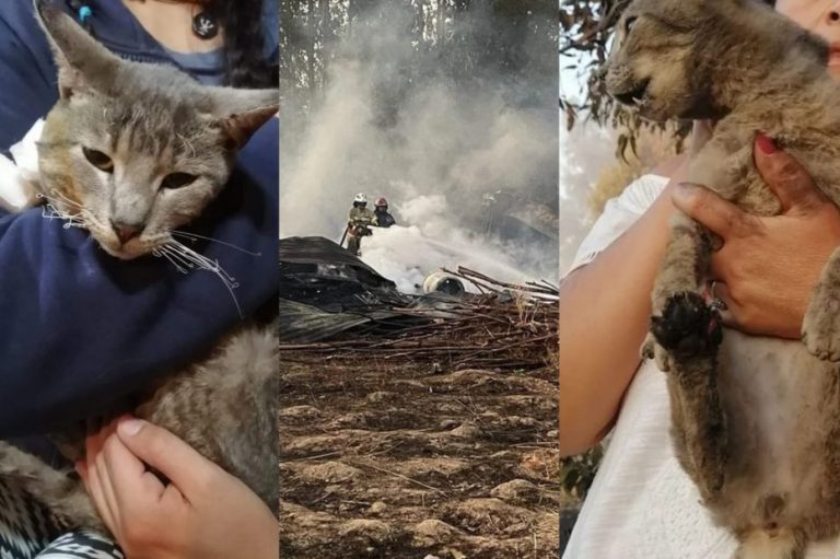 Grave caso de maltrato animal quedó al descubierto tras incendio en Angol