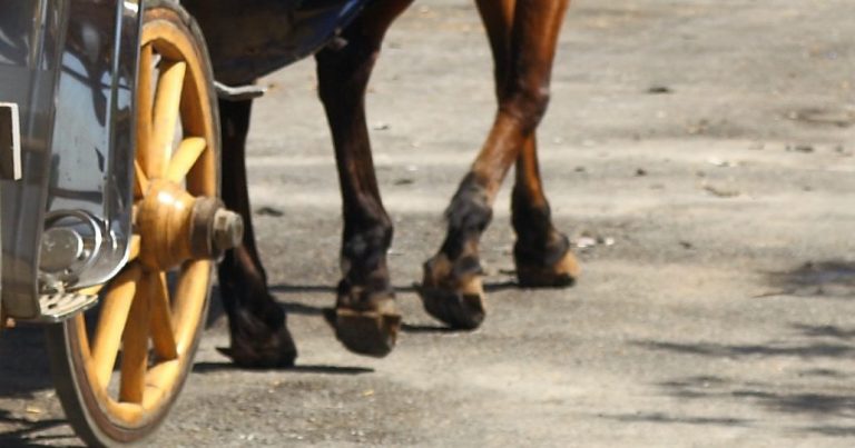 Furgón impacta carreta de caballo: Una persona murió y otra quedó grave en Quilleco