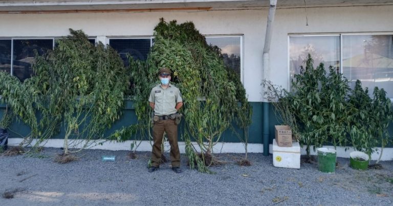 Dos personas son detenidas por cultivar marihuana en Santa Bárbara
