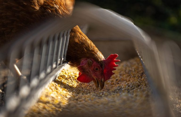SAG confirma nuevo plantel afectado por gripe aviar en el Biobío