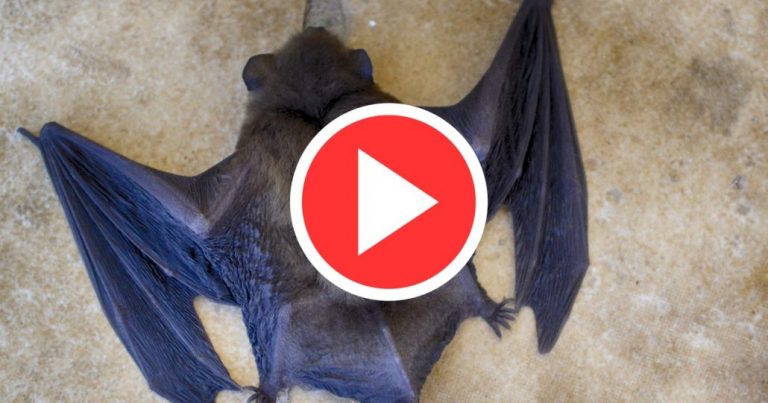 Crisis sanitaria en escuela de Mulchén: Plaga de murciélagos entra hasta las salas
