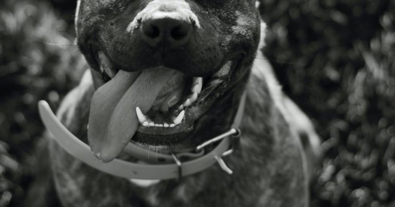 Hombre murió tras ser atacado por dos perros Pitbull en Renaico