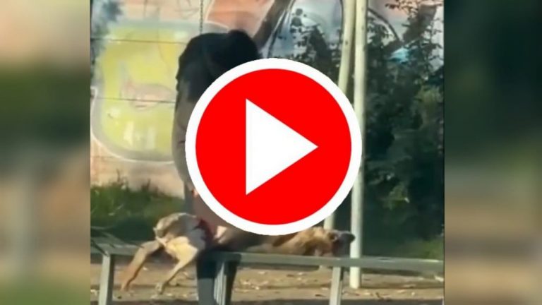Hombre mató y descuartizó a un perro en Curicó