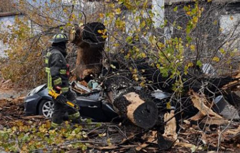 Caídas de árboles dejan dos personas muertas en el país: una de ellas es del Biobío