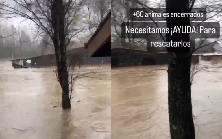 Tras inundación en cercanías de Salto del Laja: más de 60 caballos están atrapados