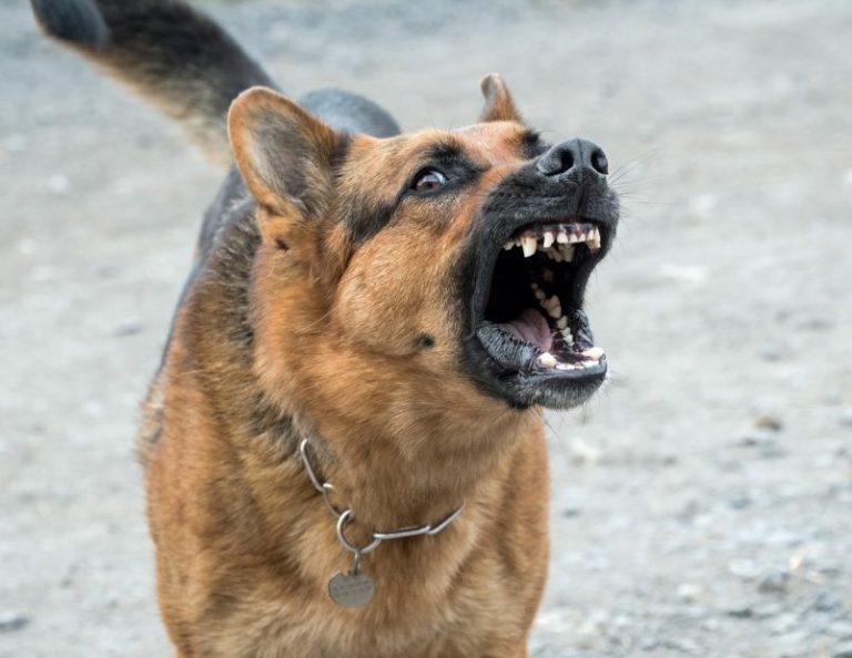 «Es fuerte»: denuncian a ladrón que usa un perro para asaltar a personas