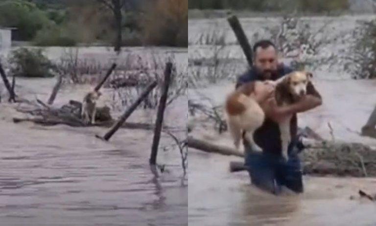 Un alivio entre tanta tragedia: hombro logró salvar de las aguas a un angustiado perrito