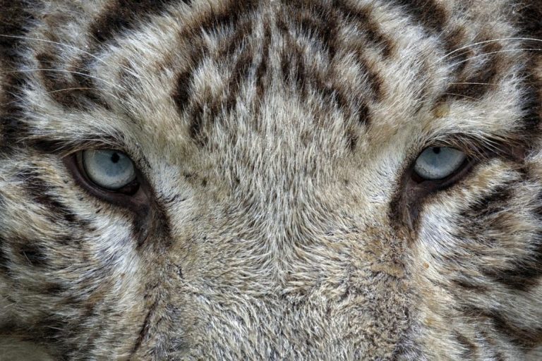 Hombre fue atacado por un tigre en el Animals Park de Los Ángeles