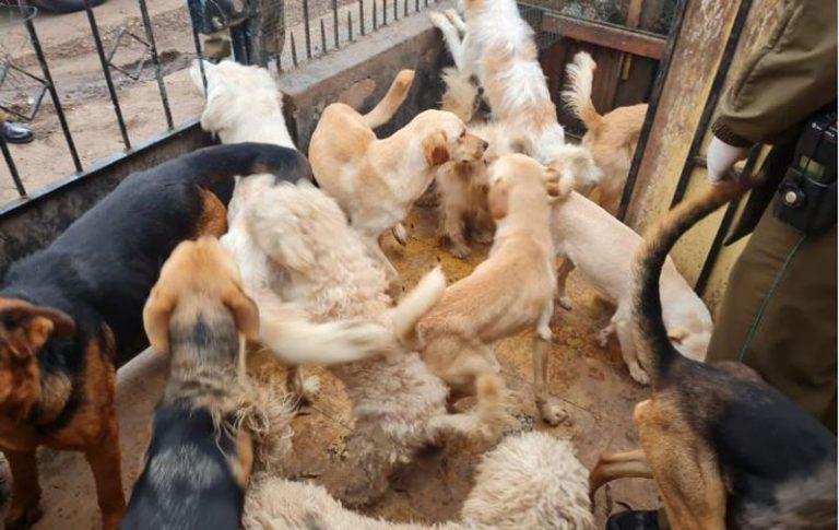 Agrupación animalista descubre grave maltrato animal: se logró el rescate de 23 perritos