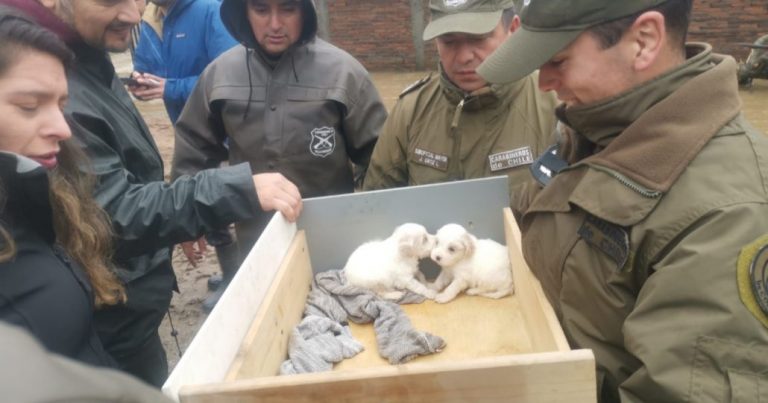 Carabineros rescata a perritos atrapados por desborde de río Biobío en Concepción