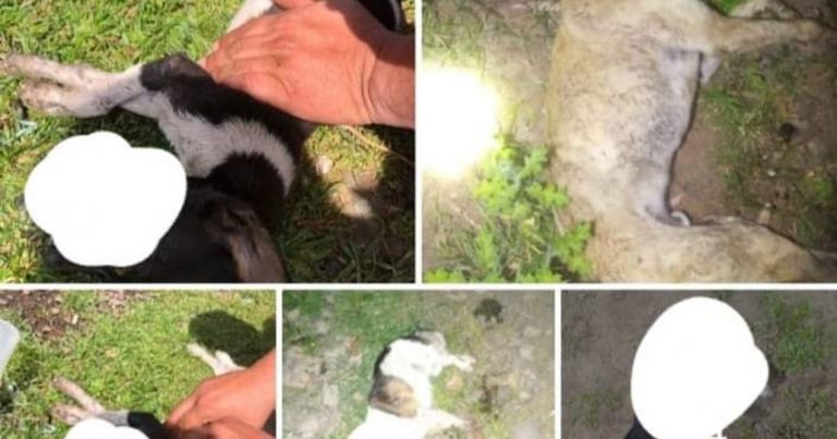 Municipalidad de Mulchén presentará querella por matanza de perritos en Rapelco Norte