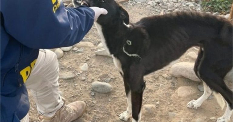 La PDI rescató a un perrito galgo que sufría de maltrato animal en Collipulli