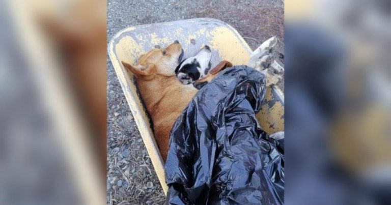 Alcalde Krause llama a denunciar el maltrato animal tras envenenamiento de perros en Los Ángeles