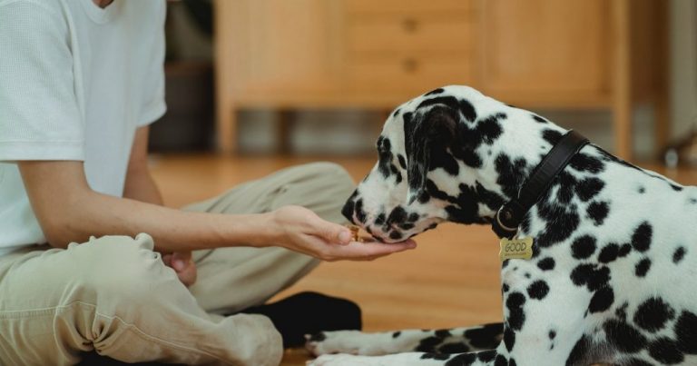 ¿Tu perro no quiere comer?: Sigue estos 5 consejos para descubrir las razones