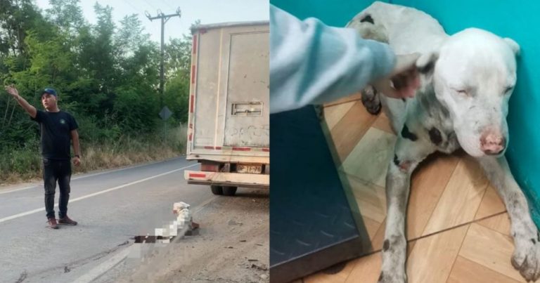 Sujeto que arrastró perro con un camión en La Calera quedó en prisión preventiva
