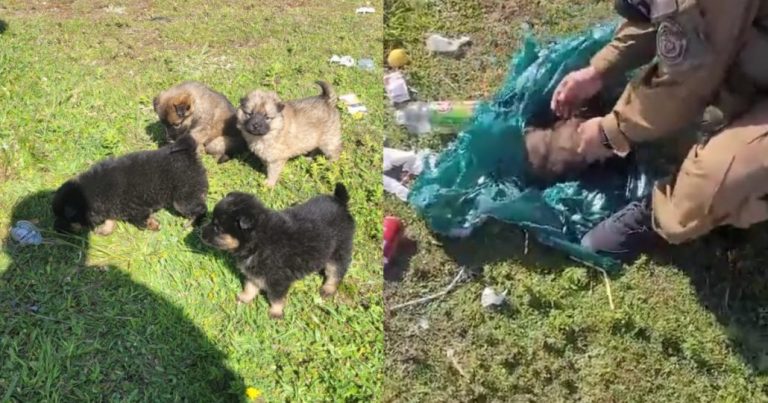 VÍDEO: Carabineros de Lebu rescata perritos que estaban en una bolsa de basura
