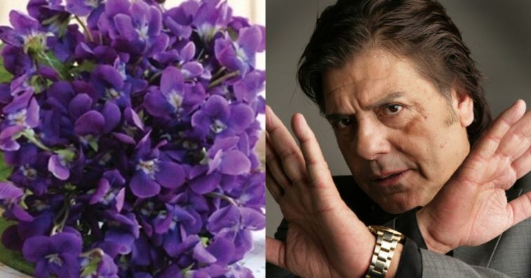 ¿Por qué este 9 de noviembre se debe regalar un ramito de violetas? El legado del gran Zalo Reyes