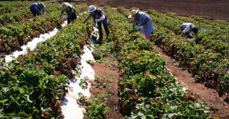 Plan de Seguridad Silvoagropecuario apunta a la protección transversal de las cosechas en Biobío