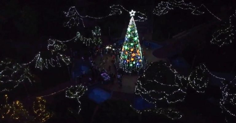 Los Ángeles al borde de no tener pino navideño en la Plaza de Armas