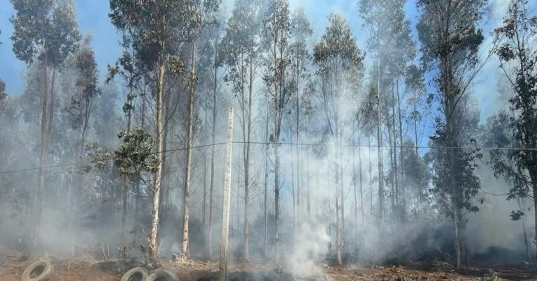 Brigadista resultó gravemente quemado en medio de un incendio forestal en Los Álamos