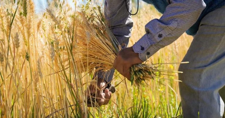 Molienda de trigo de la región de Biobío aumentó 9,3% en diciembre de 2023