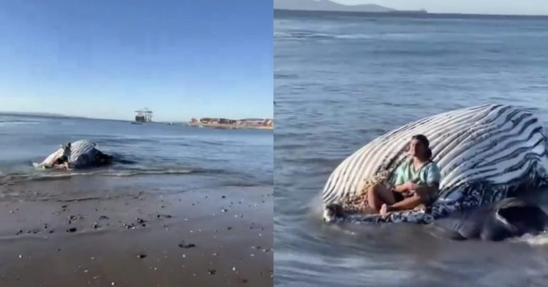 Críticas generó sujeto que se subió a ballena muerta en Penco para tomarse fotografías