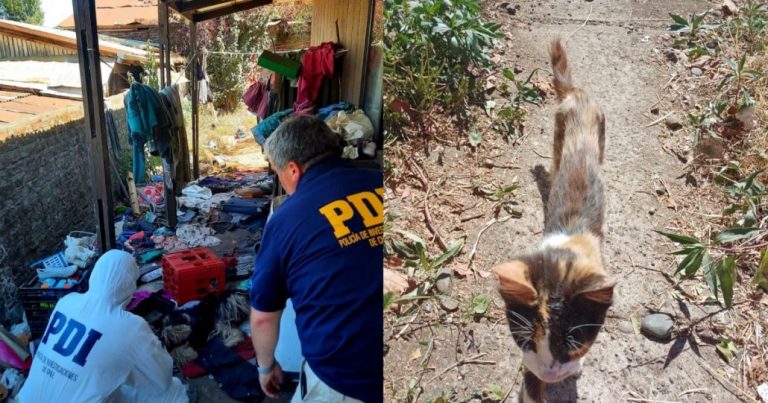 PDI rescata perros y gatos afectados por maltrato animal en Padre Las Casas