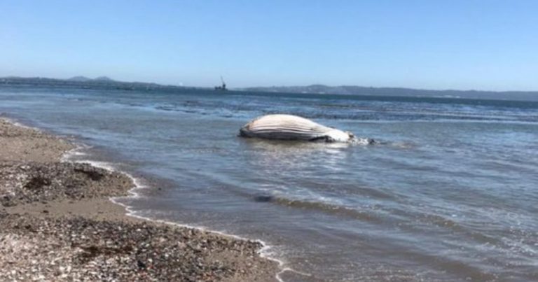 Ballena jorobada de 30 toneladas varó en las costas del Biobío
