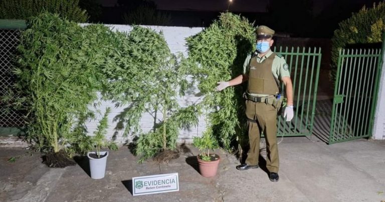 Mujer fue detenida y se incautaron plantas de marihuana en Yumbel