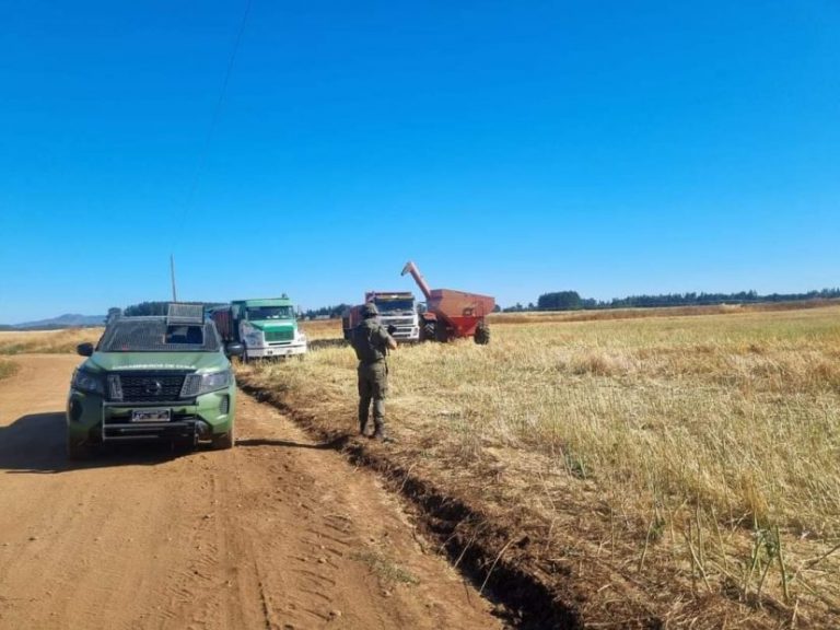 Con resguardo policial y militar se han logrado cosechar más de 21 mil hectáreas en La Araucanía