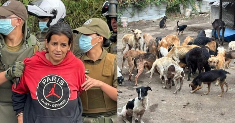 Mujer fue detenida en Curicó con más de 100 animales en pésimas condiciones de salud
