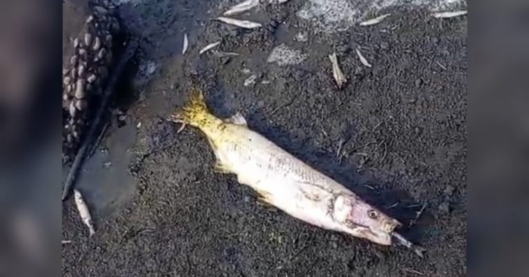 Denuncian mortandad de peces en Laguna de La Tereña en Malleco