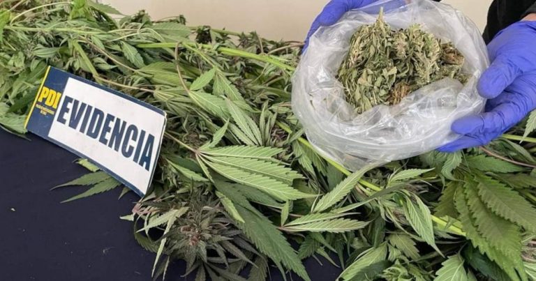 PDI encuentra plantas de marihuana con el apoyo de un dron en Victoria
