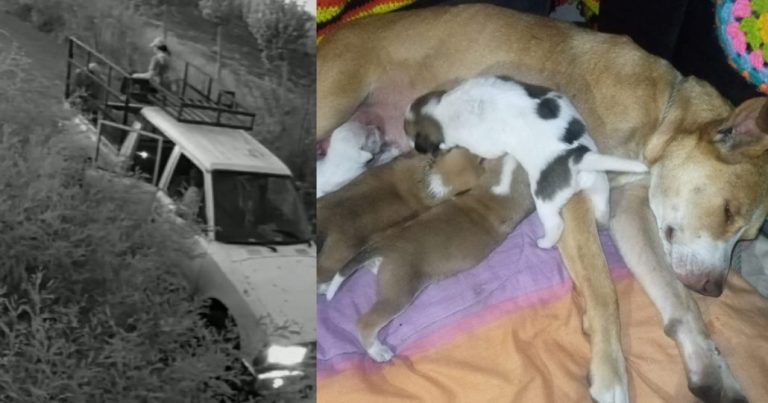 Los Ángeles: Vecinos del sector Duqueco denuncian abandono de perritos por desconocidos