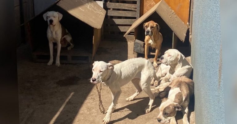 PDI rescata cinco perritos que estaban siendo maltratados en Labranza: un detenido
