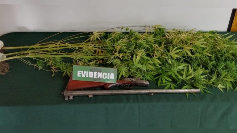 Un detenido por mantener plantas de marihuana y armamento en domicilio de Santa Bárbara