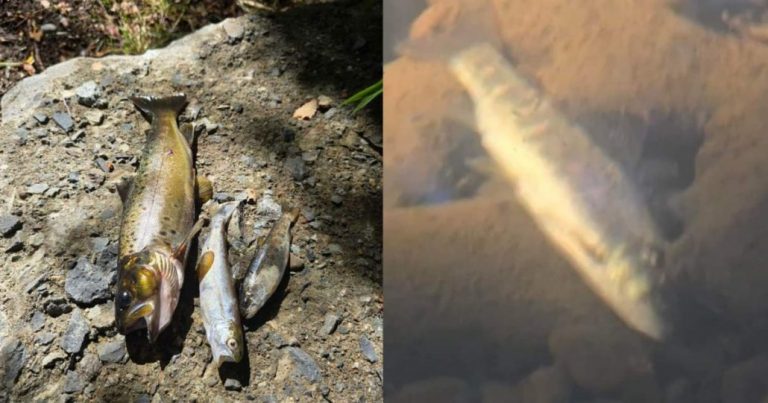 Denuncian muerte de peces en el estero Mininco de Santa Bárbara