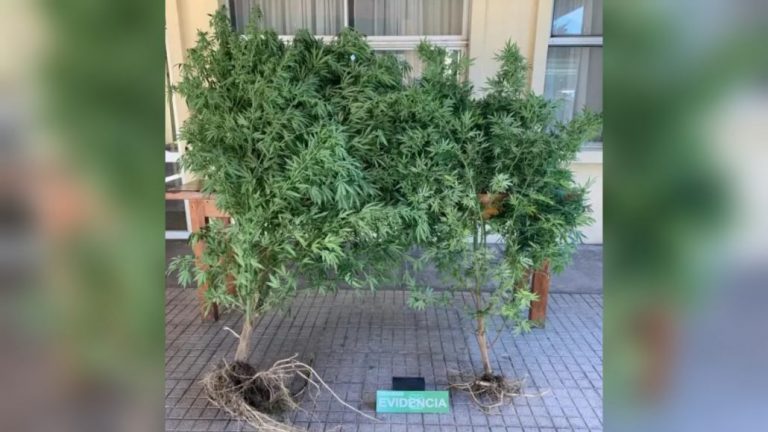 Sujeto fue detenido en Nacimiento por mantener plantas de marihuana en su domicilio