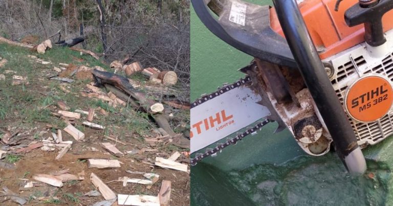 Carabineros detuvo a tres sujetos por robo de madera desde faenas forestales de CMPC en Mulchén
