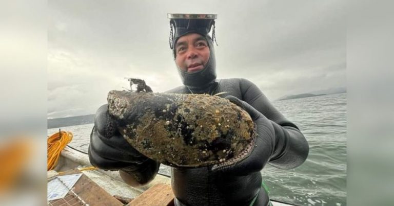 Un choro nunca antes visto fue recolectado en una bahía de Los Ríos: pesa casi un kilogramo