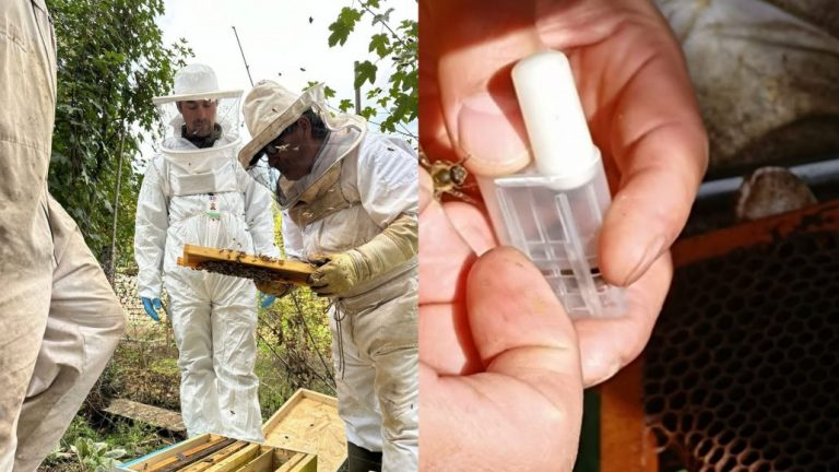 Tres apicultores de Santa Bárbara exportan abejas reinas a Canadá