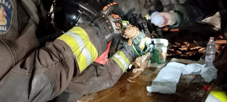 Bomberos rescatan gatito en medio del mega incendio en el sector Socabio de Los Ángeles