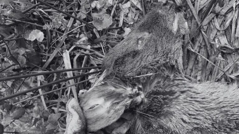 Un pudú muere tras ataque de perros en el Parque Nacional Nonguén