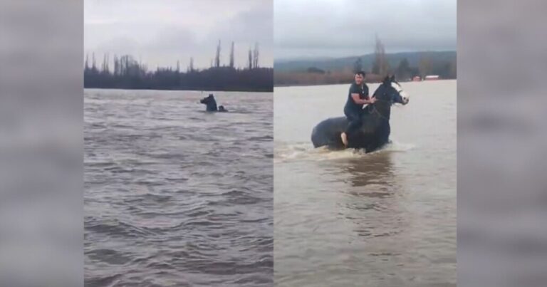 El dramático rescate de caballo y su jinete a pelo en el desborde del Río Carampangue en Arauco