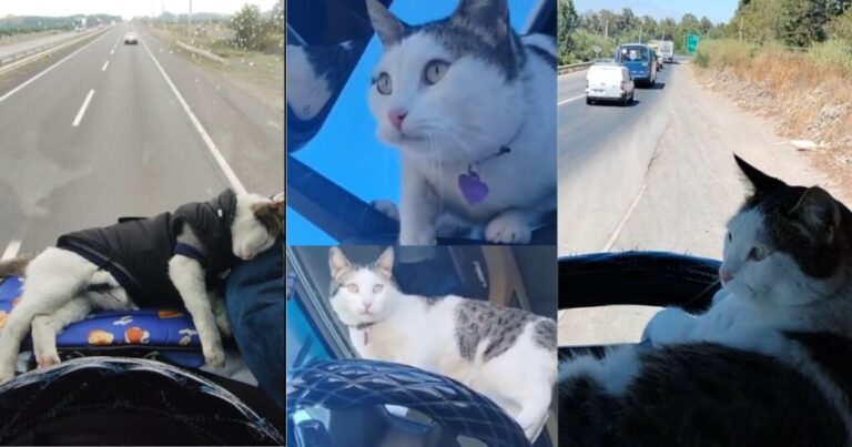 Conmovedora amistad: Un camionero de Los Ángeles y su gata ‘Chikitita’ arrasan en TikTok con increíbles viajes por Chile