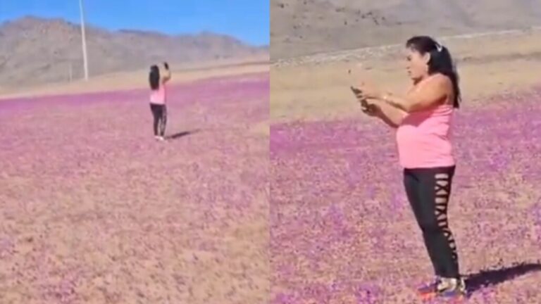 Indignación por mujer que pisa flores del “Desierto Florido de Atacama” para tomarse una foto