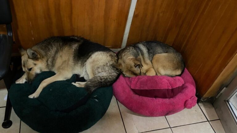 Ante las lluvias en el Biobío estas son las recomendaciones para nuestras mascotas