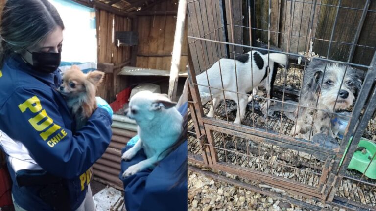 16 perros fueron rescatados desde un criadero clandestino en Temuco: estaban en extrema crueldad 