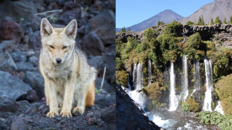 La hermosa fauna y flora presente en el Parque Nacional Laguna del Laja en Antuco