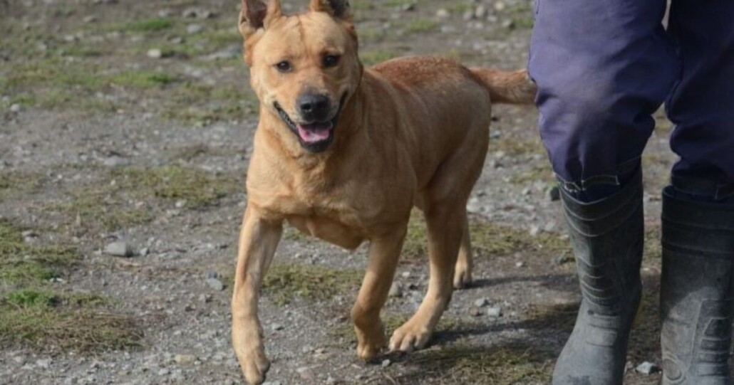 Refugió animalista de Concepción lanza rifa para ayudar a más de 70 perros